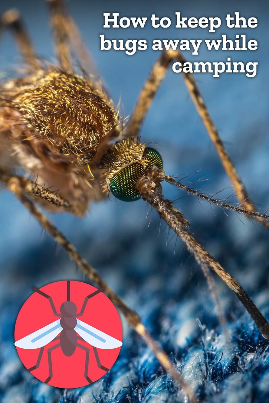 How to keep bugs away